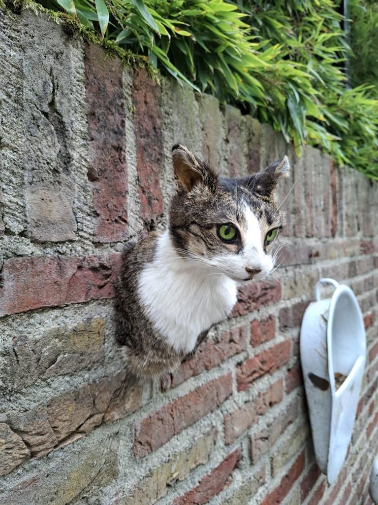 Opgezette kop kat taxidermy opgezet poes schedel curiosa, Verzamelen, Dierenverzamelingen, Ophalen, Hond of Kat, Gewei of Kop