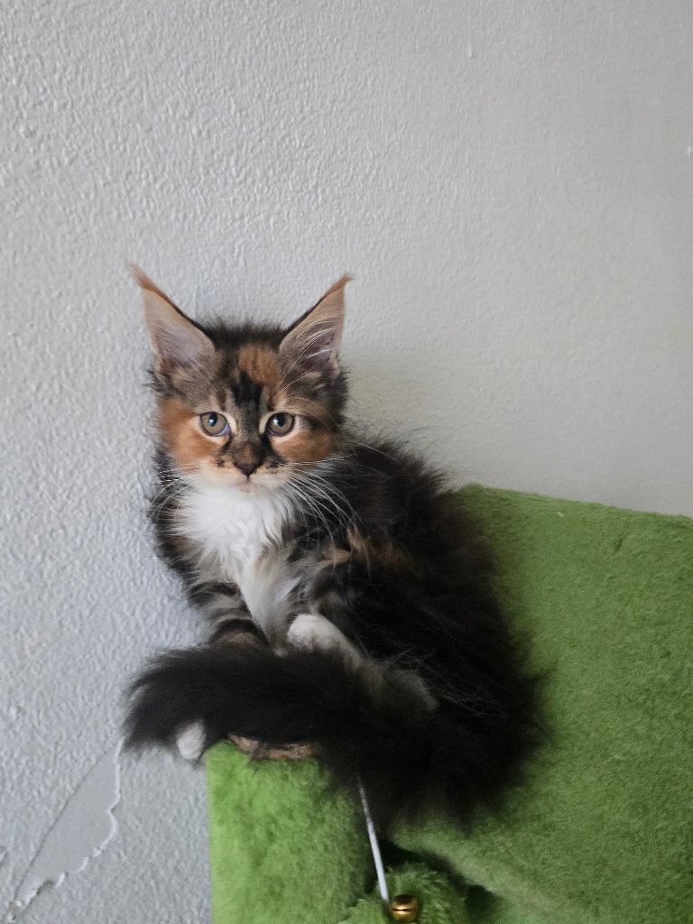 Prachtige maincoons kittens met 2 jaar garantie, Meerdere dieren, Met stamboom, 0 tot 2 jaar