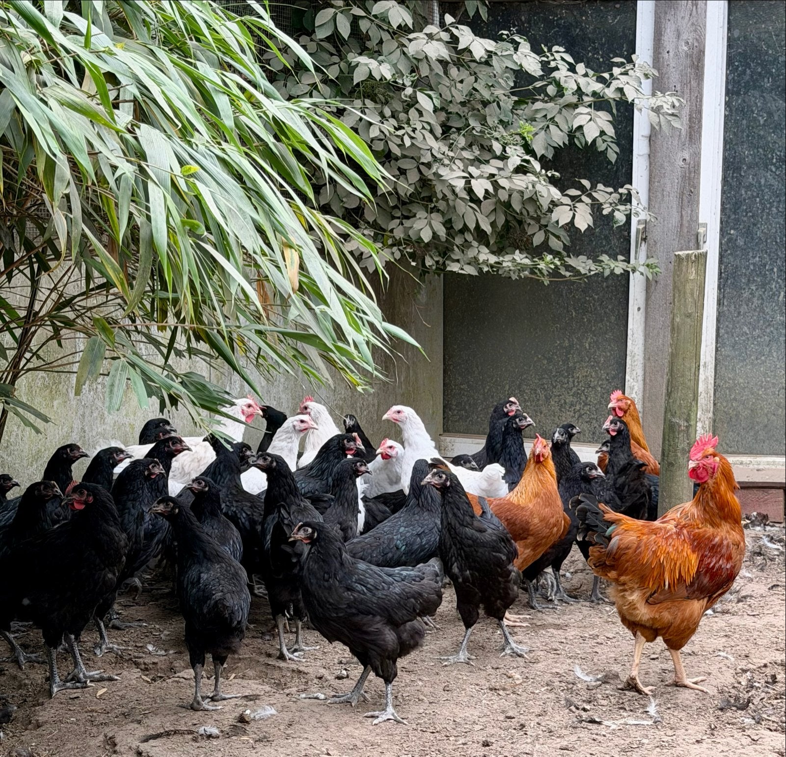 Jersey Giant, Dieren en Toebehoren, Pluimvee, Meerdere dieren, Kip