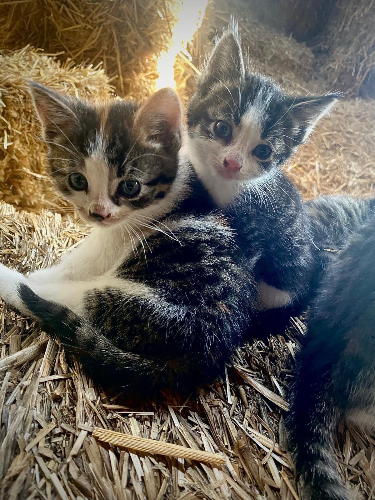 Lieve boerderij kittens te koop, Meerdere dieren, Kortharig, 0 tot 2 jaar