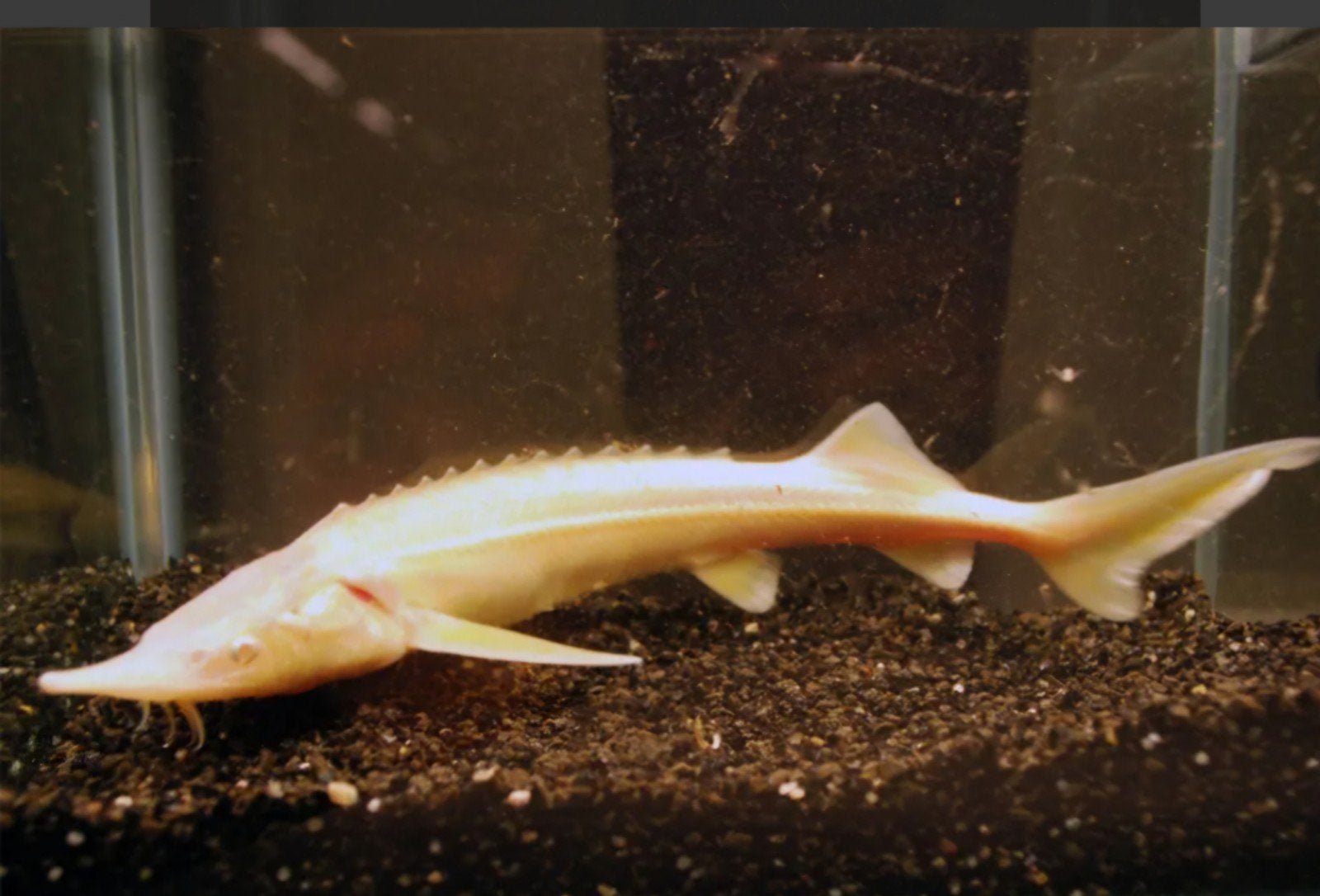 albino steur  gezocht  witte steur
