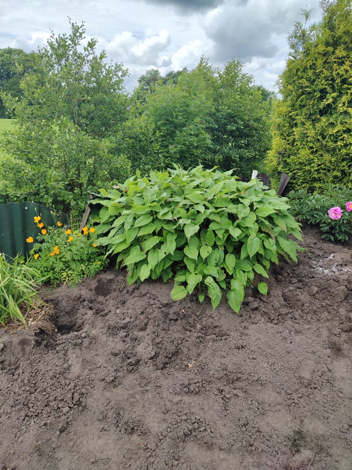 Gratis diverse grote planten, Tuin en Terras, Planten | Tuinplanten, Ophalen, Overige soorten, Volle zon
