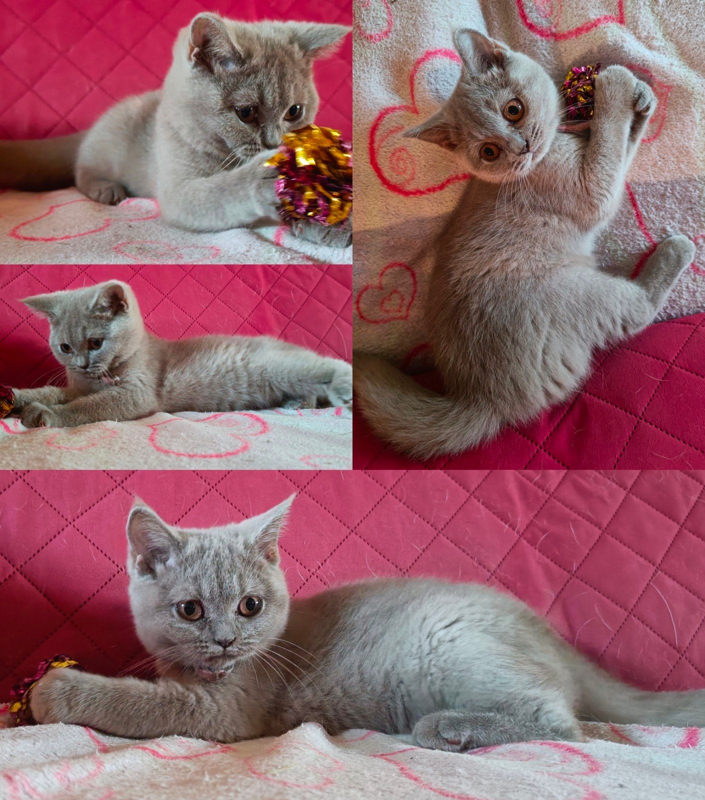Mooie lilac Britse korthaar kitten 2x vaccinatie en DA check, Poes, Ontwormd, 0 tot 2 jaar