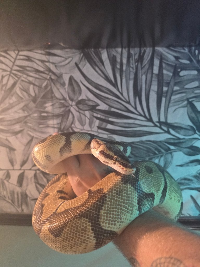 0.1 Enchi Yellow Belly Ball Python photo 2