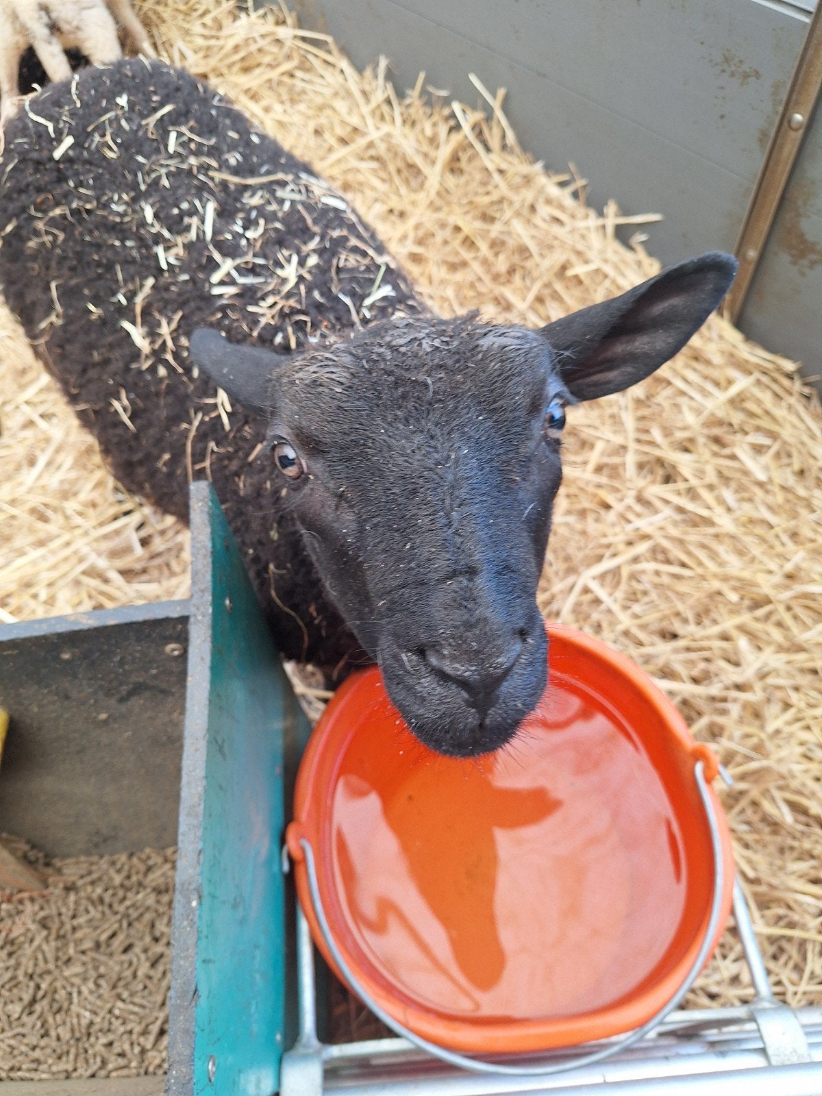 leplammeren die een nieuw thuis zoeken, Meerdere dieren, Schaap, 0 tot 2 jaar