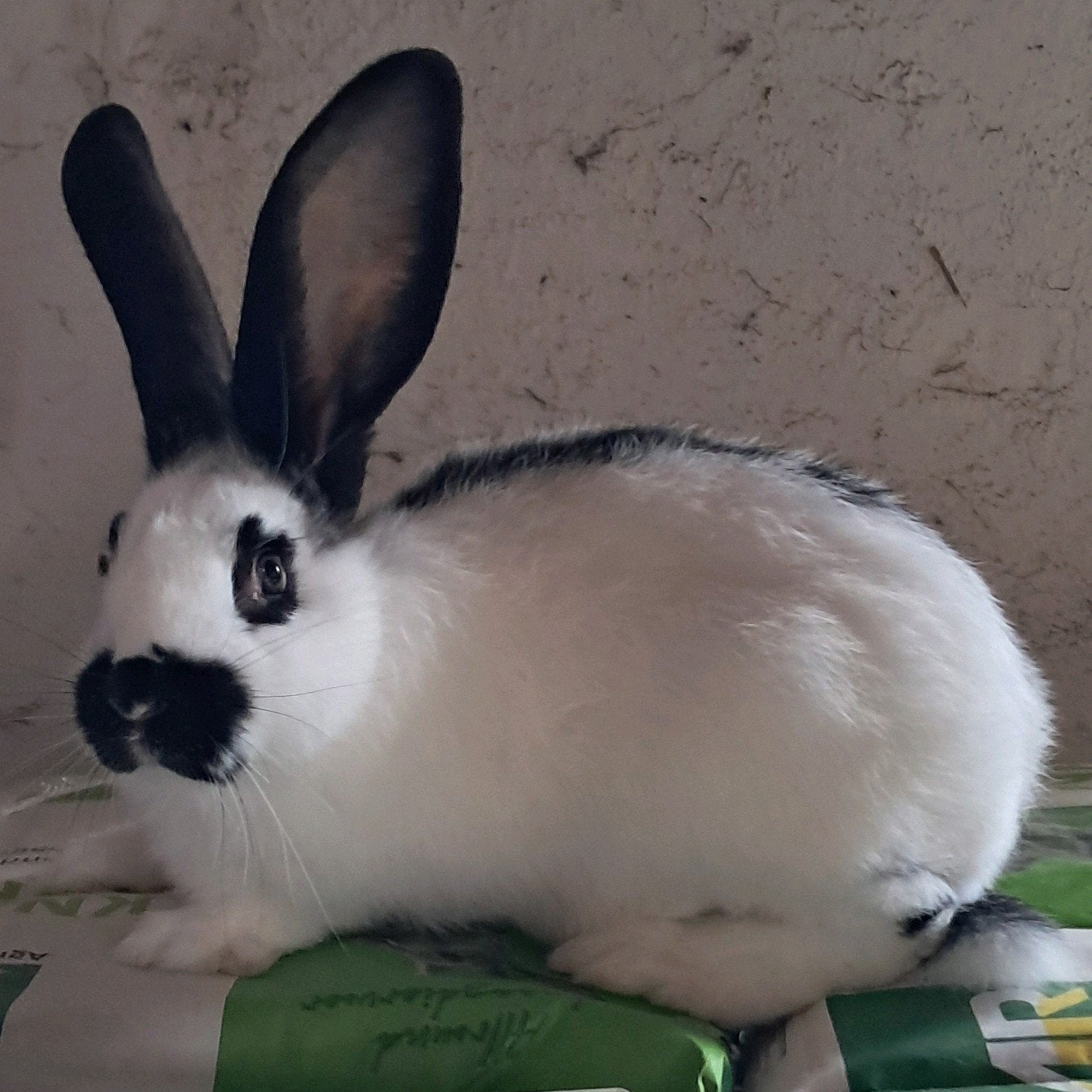 Lotharinger konijn, Dieren en Toebehoren, Konijnen, Mannelijk, Groot, 0 tot 2 jaar