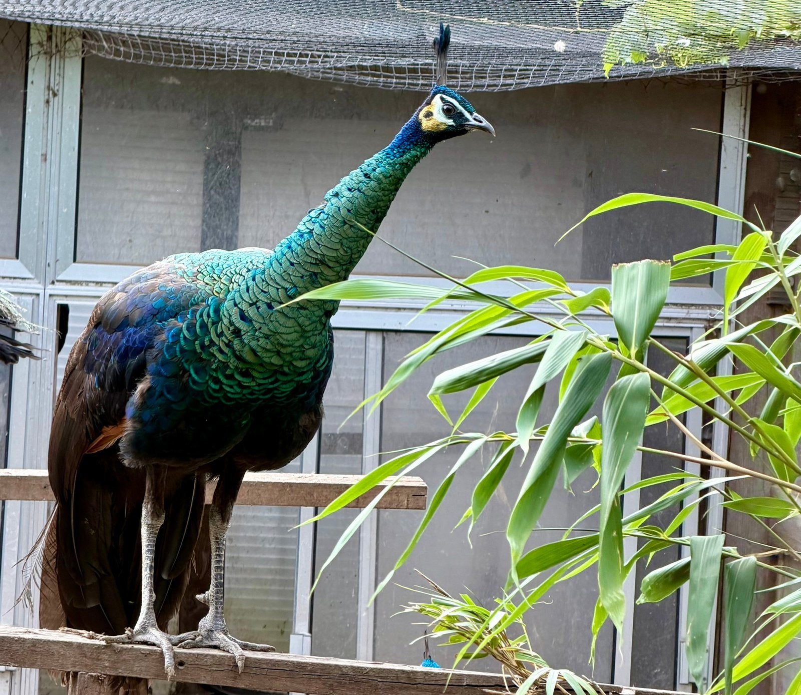 Emerald Pauwen, Meerdere dieren, Parkiet