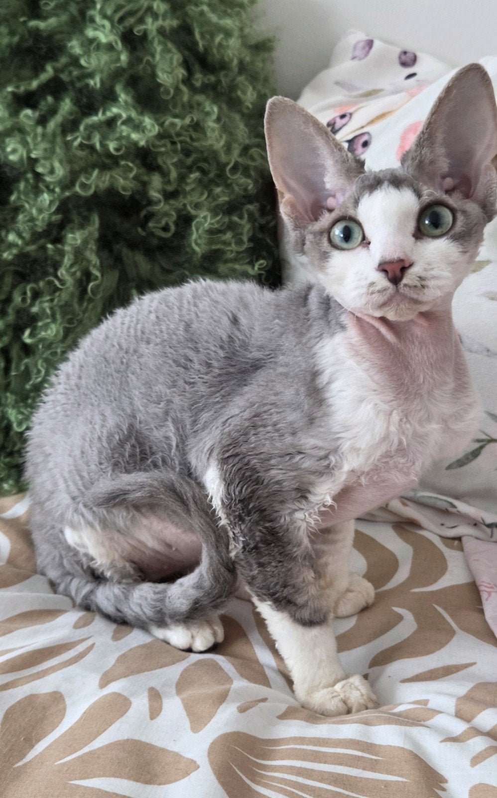 Devon Rex kittens 1600E, Dieren en Toebehoren, Meerdere dieren, Gechipt, 0 tot 2 jaar