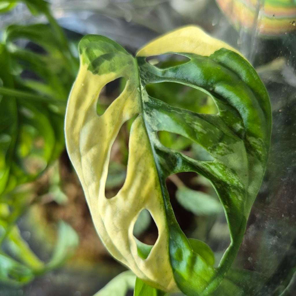 Monstera adansonii albo, Huis en Inrichting, Kamerplanten, Ophalen of Verzenden