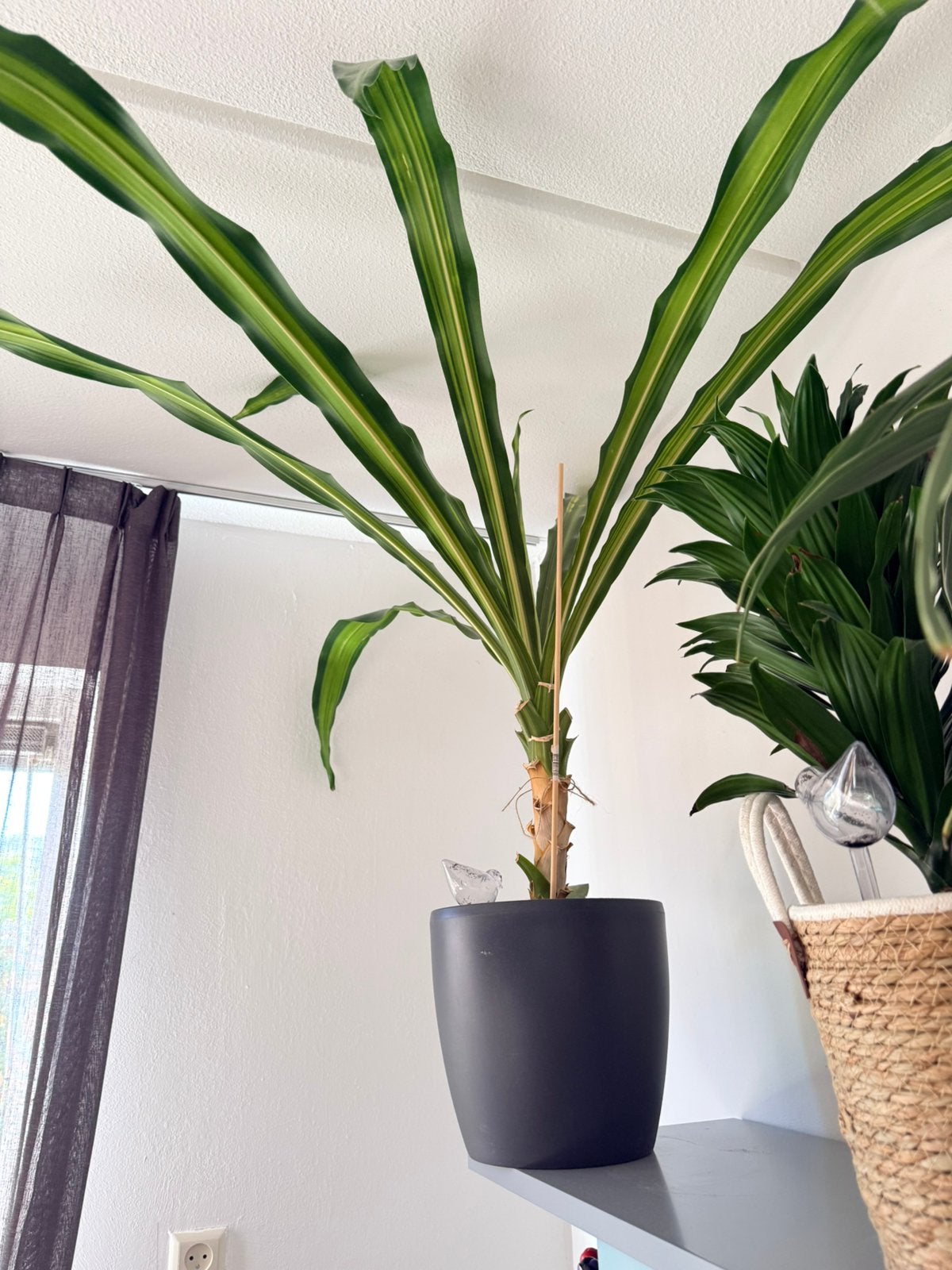 Plant, Ophalen, 100 tot 150 cm, Halfschaduw, In pot
