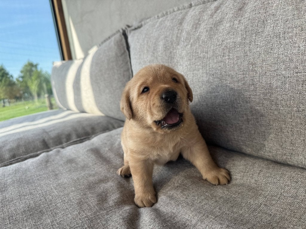 Prachtige labrador pups met de kleur red fox, Parvo, Reu, 8 tot 15 weken, Labrador retriever
