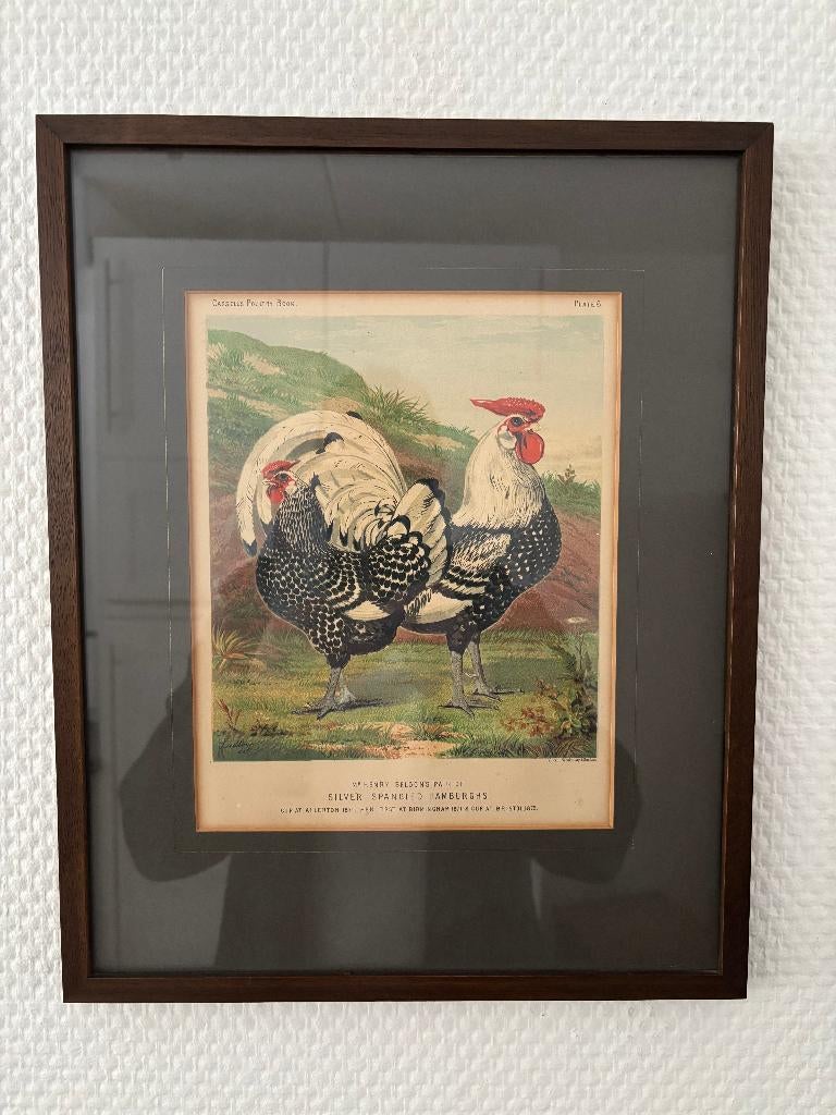 Antieke litho kip uit Cassell's Poultry Book in lijst + glas, Ophalen of Verzenden