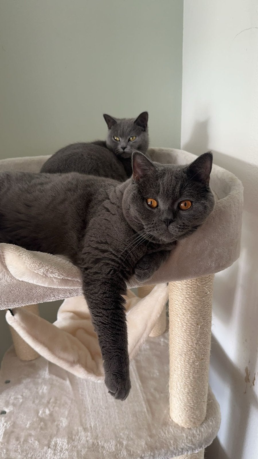 Lady & Maco britse kortharen herplaatsing!, Poes, 3 tot 5 jaar