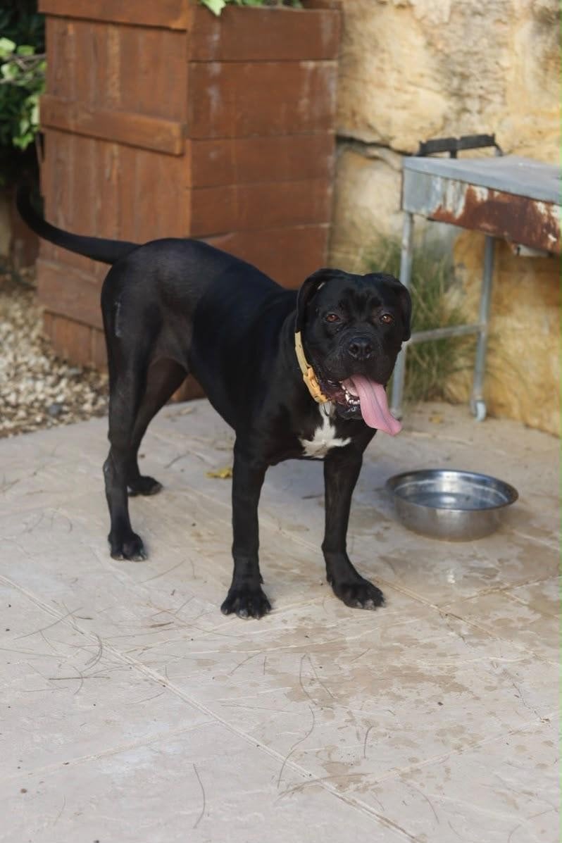 lieve Shadow van hel naar hemel, Dieren en Toebehoren, 1 tot 2 jaar, Buitenland, Teef, Eén hond