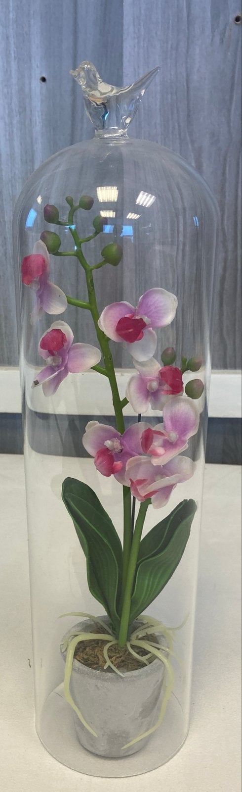 Decoratieve orchidee in glazen stolp met vogel, Meerkleurig, Nieuw, Ophalen of Verzenden, Modern