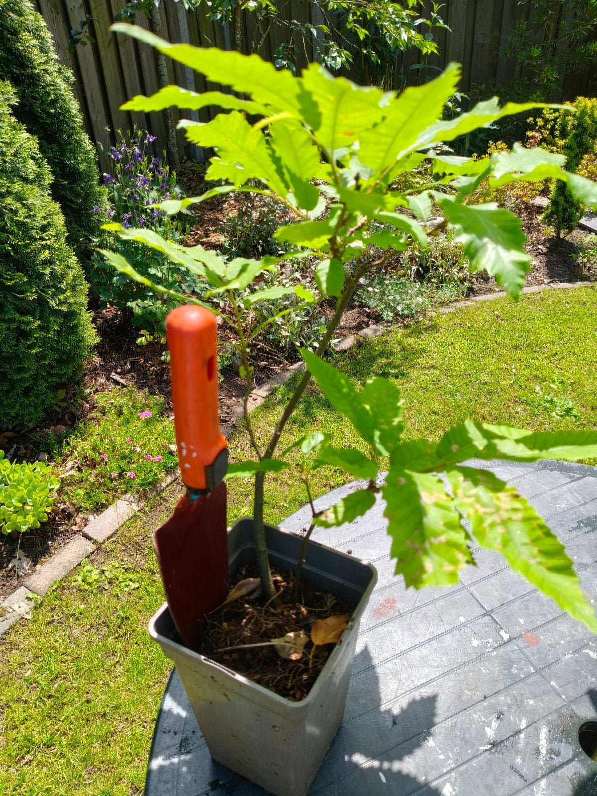 Tamme kastanje boompje no2, Tuin en Terras, Planten | Bomen, Minder dan 100 cm, Volle zon, In pot, Overige soorten