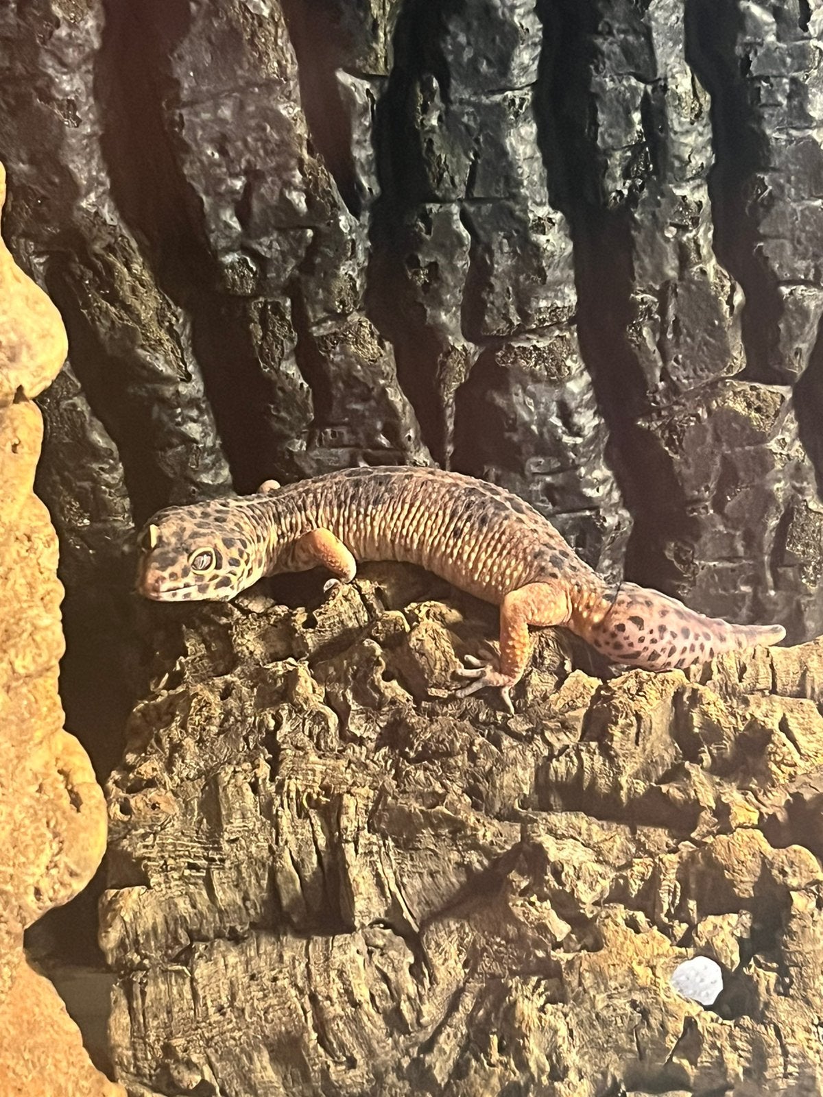 Koppel luipaard gekko’s + compleet terrarium Leopard Gecko photo 8