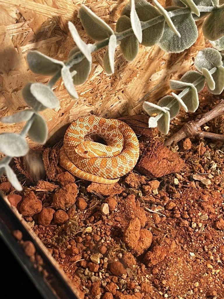 Haakneus albino conda, Slang, 0 tot 2 jaar