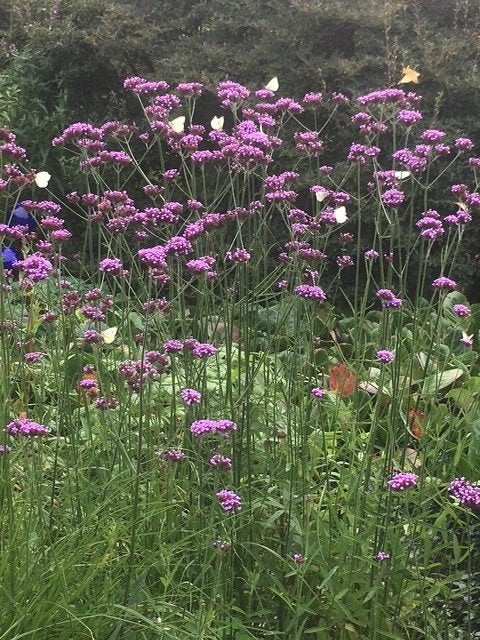 Biologische Verbena bonariensis, ijzerhard, Tuin en Terras, Ophalen, Overige soorten, Volle zon