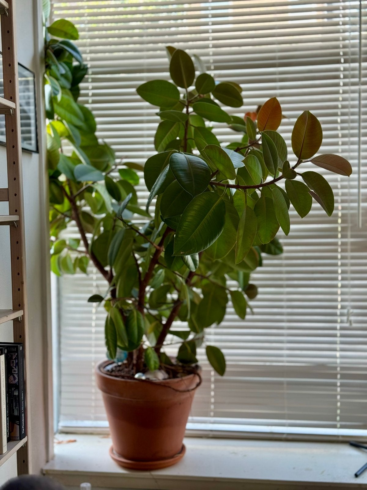Grote Ficus Elastica, 160 cm hoog, zoekt nieuwe ruime plek, Huis en Inrichting, Kamerplanten, Ophalen, Ficus, Halfschaduw, In pot