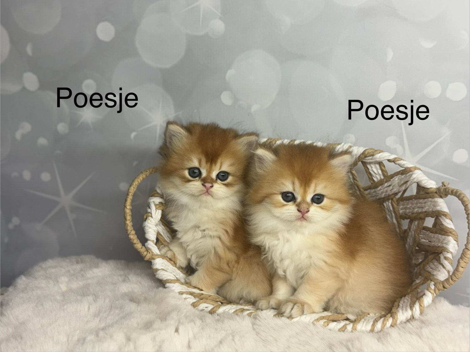 MET STAMBOOM Britse langhaar kittens, ZELDZAME Golden shaded, Dieren en Toebehoren, Meerdere dieren, Met stamboom, 0 tot 2 jaar
