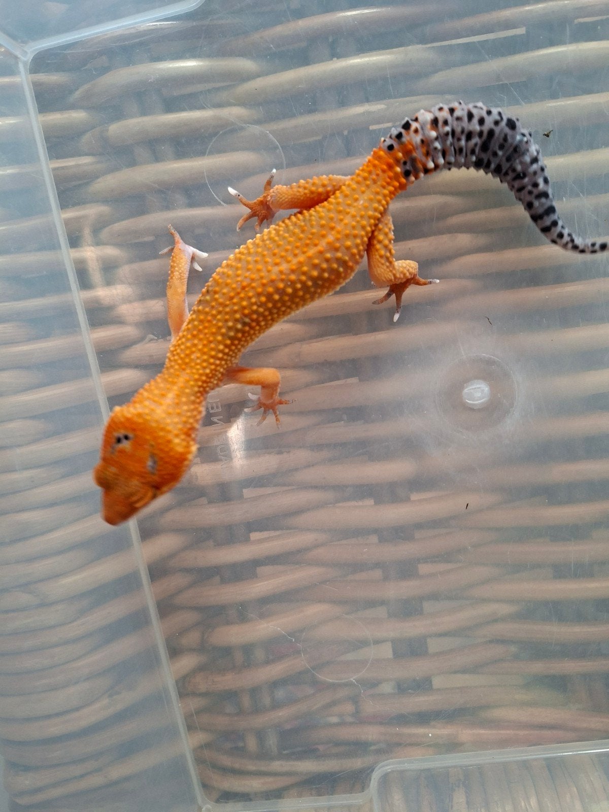 Eublepharis Macularius Pet only luipaardgekko