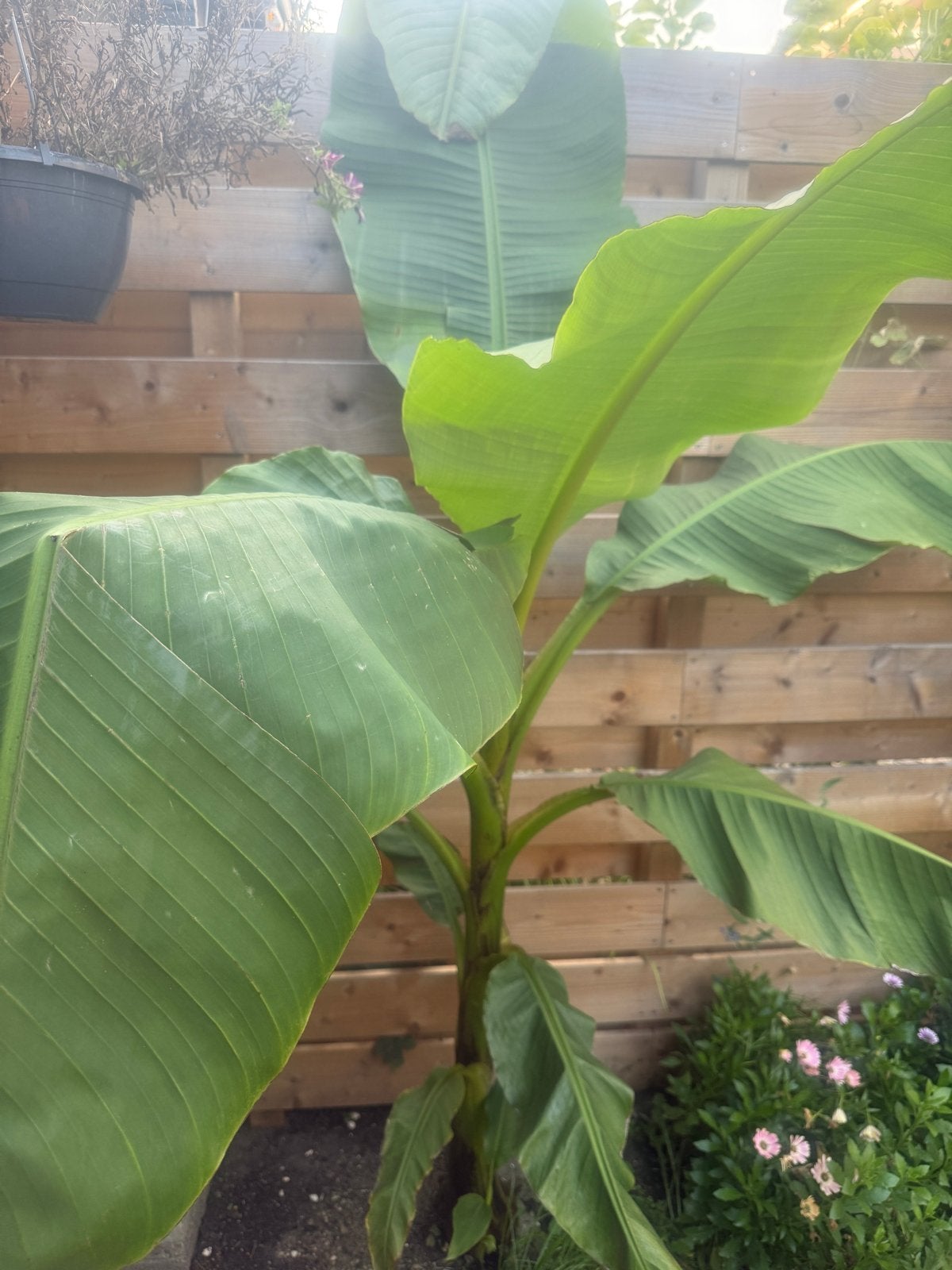 Musa Basjoo bananenplant - 2 meter hoog, Volle zon, Vaste plant, Bloeit niet, Ophalen