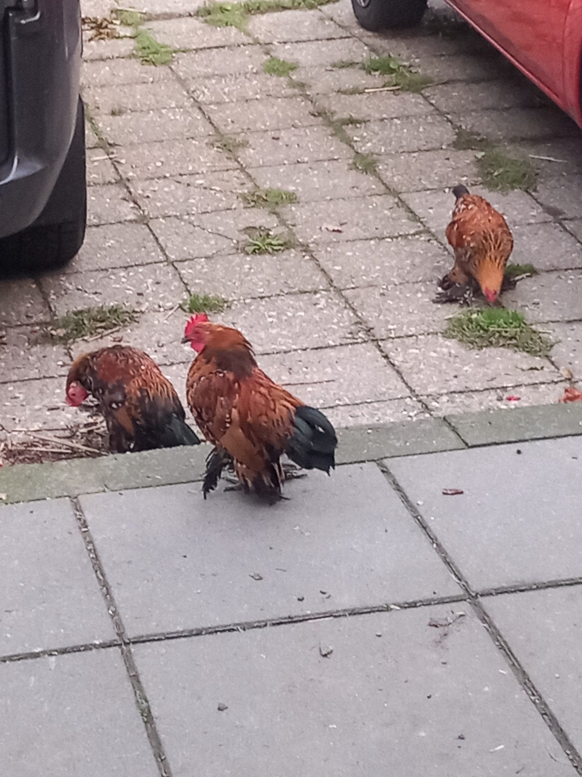 haantjes, Mannelijk, Kip