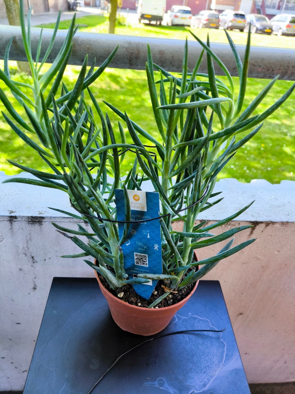 Senecio Vitalis 'Blue Chalk Fingers' - Vingerplant, Ophalen of Verzenden