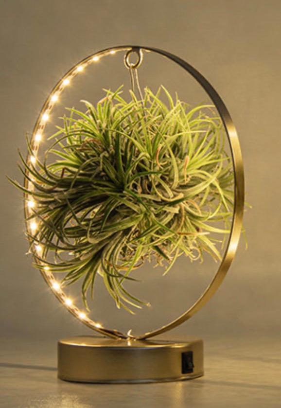 Tillandsia cluster met led verlichting, Huis en Inrichting, Woonaccessoires | Kransen, Ophalen of Verzenden, Zo goed als nieuw