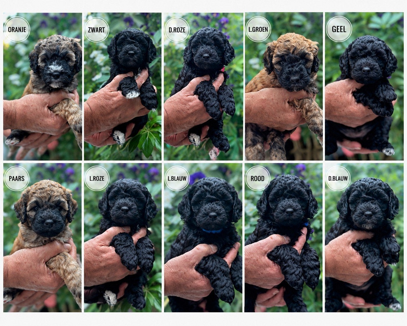 Goldendoodle F3 medium  pups geboren 18-6-2026, Parvo, Overige rassen, 8 tot 15 weken, Meerdere