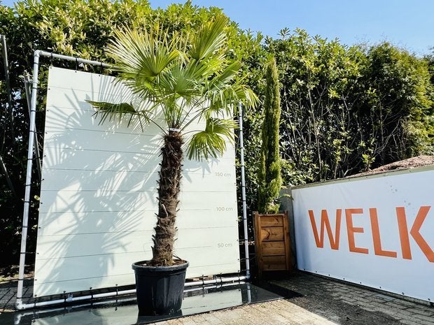 Palmboom - Trachycarpus Fortunei - stamhoogte 140-160 cm, Tuin en Terras, Ophalen of Verzenden, 250 tot 400 cm, Zomer, Palmboom