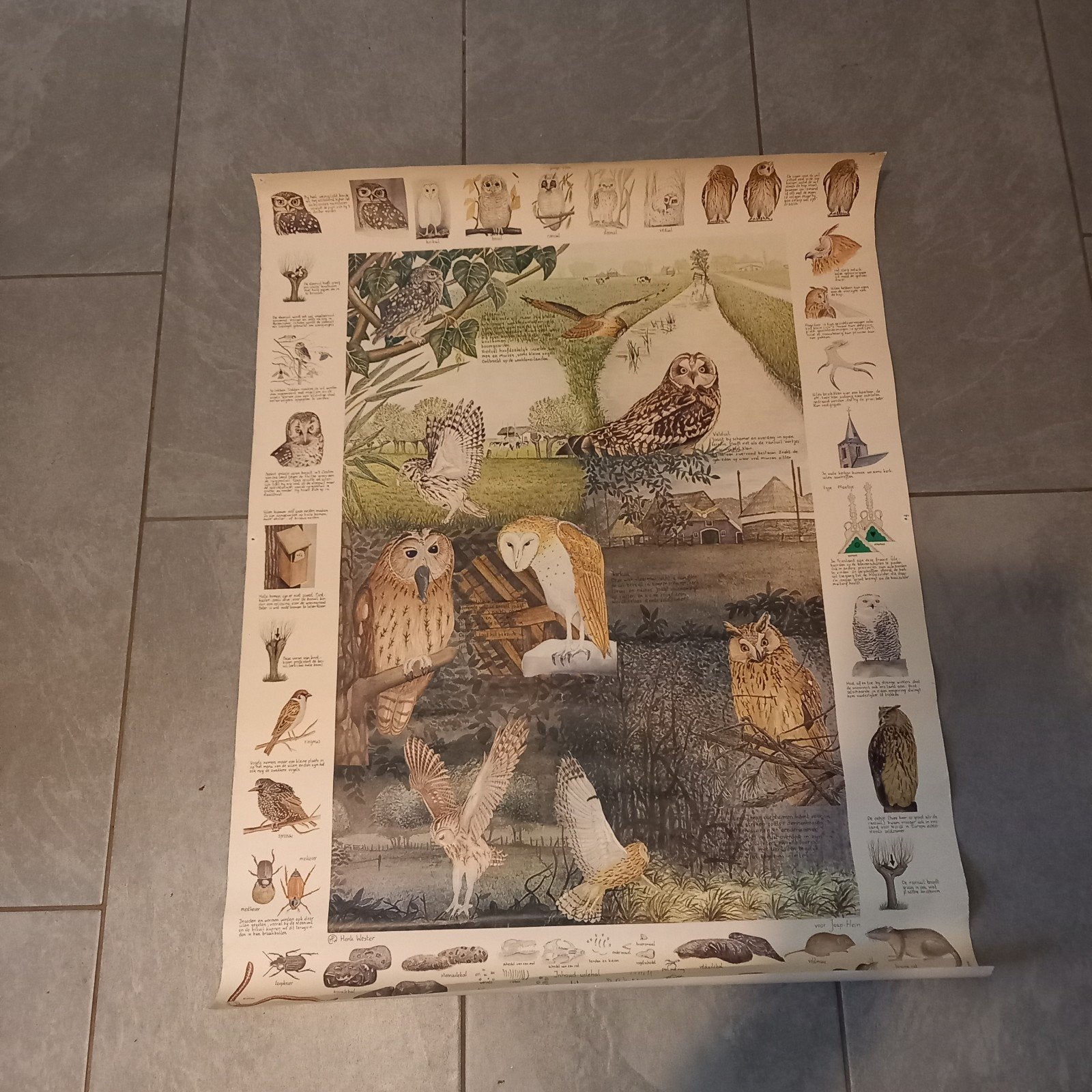 Vintage IVN Schoolplaat / Natuurposter 'Uilen' – Henk Wester, Verzenden, Natuur en Biologie