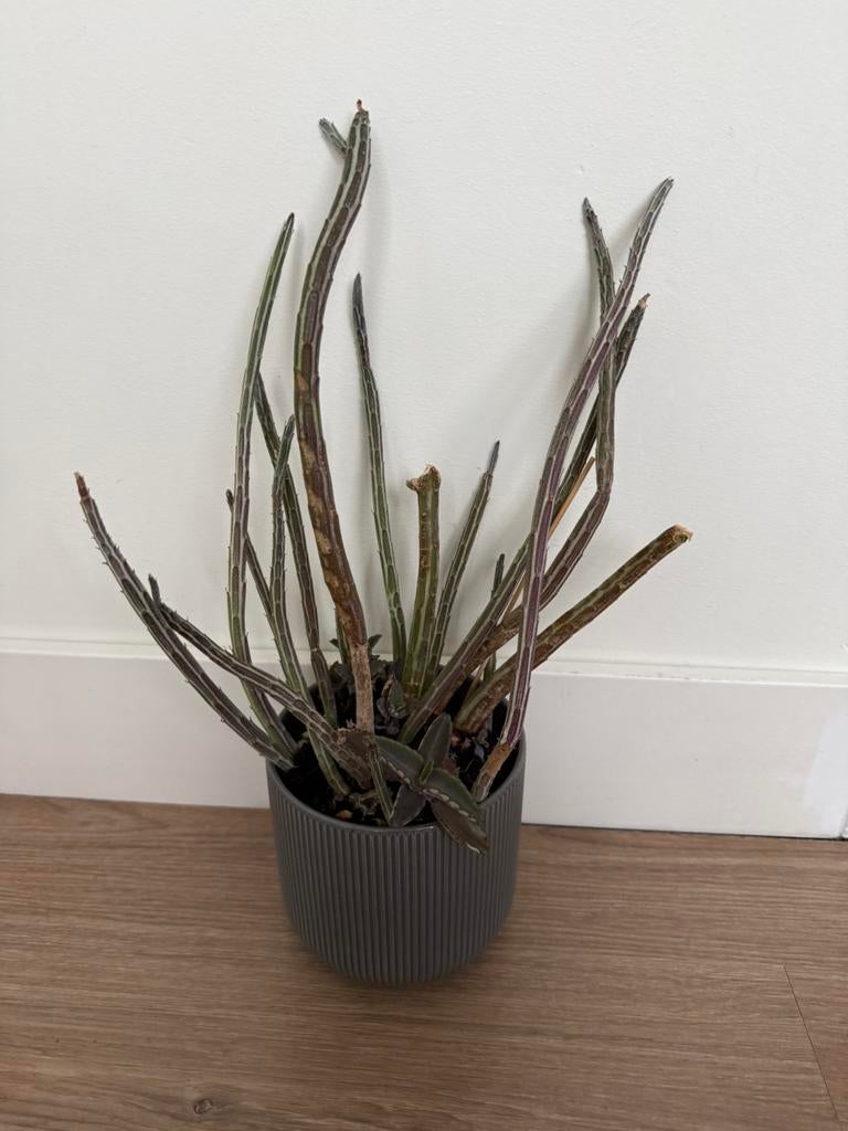 Senecio stapeliiformis, Ophalen of Verzenden, Halfschaduw, Minder dan 100 cm