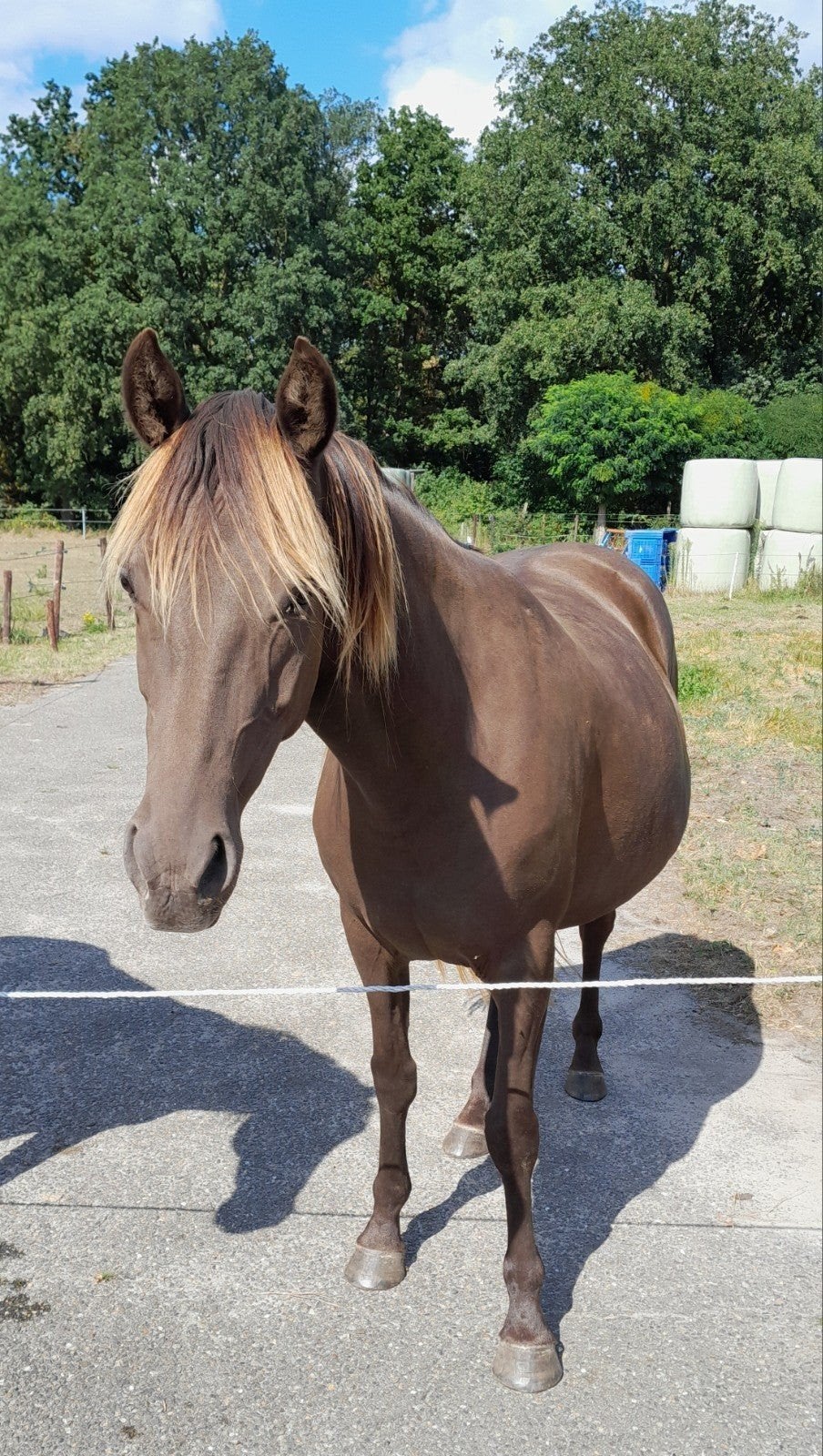 Rocky Mountain horse te lease of te koop, Dieren en Toebehoren, Merrie, Recreatiepaard