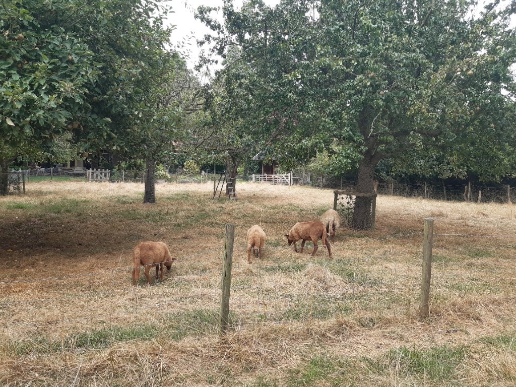 Te koop 4 jonge Coburger fuchs ooilammeren, Dieren en Toebehoren, Meerdere dieren, Schaap, 0 tot 2 jaar