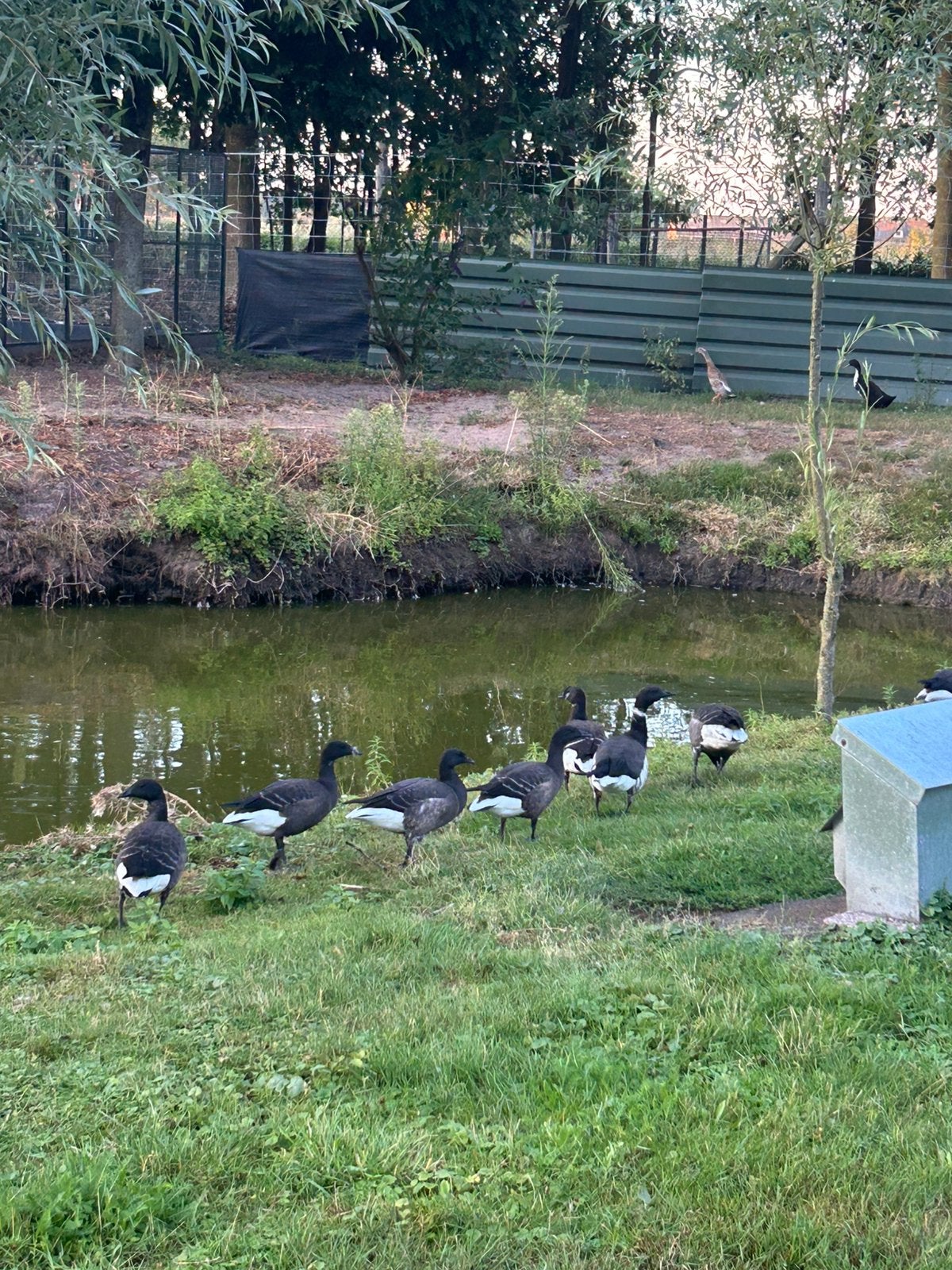 Pacific rotganzen, Dieren en Toebehoren, Pluimvee, Meerdere dieren, Gans of Zwaan