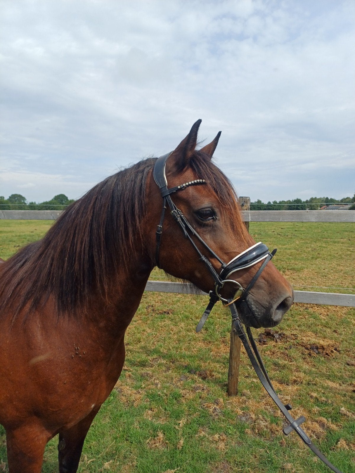 Welsh Cob merrie, Merrie, 11 jaar of ouder