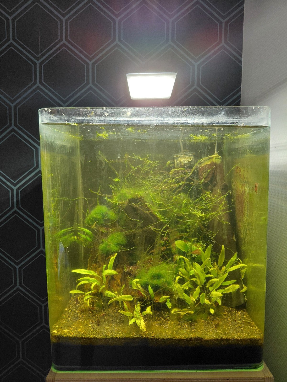 Dennerle 30, Ophalen, Dennerle, Gevuld zoetwateraquarium, Inclusief vissen