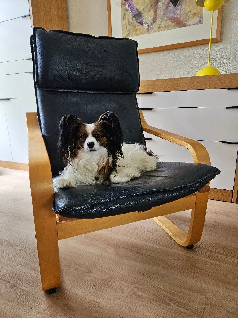 De ultieme honden fauteuil / huisdierenstoel (Ikea Poang), Ophalen, Gebruikt, Leer