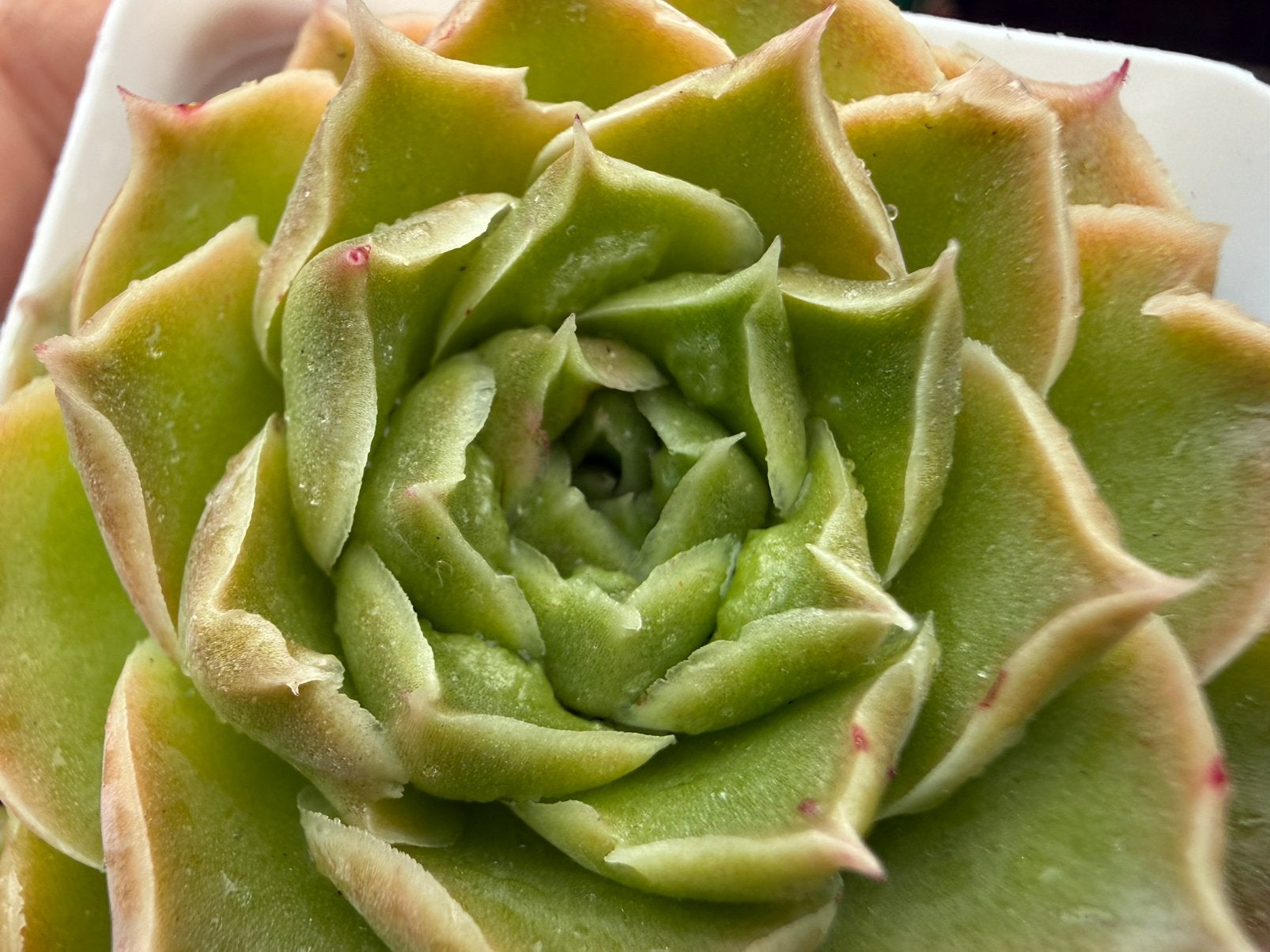 Echeveria Ghost Bubble /pot 7cm/vetplant/succulent, Ophalen of Verzenden, Halfschaduw, Minder dan 100 cm