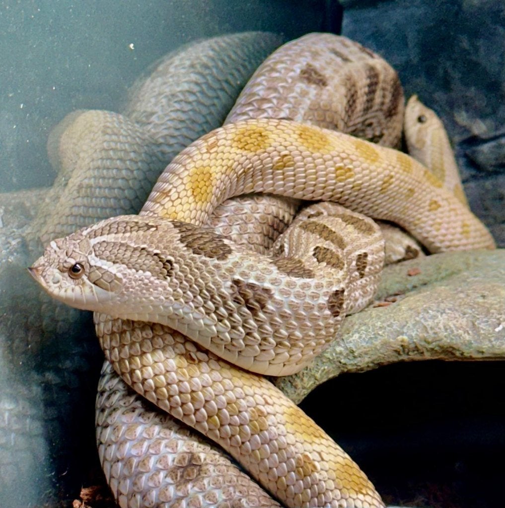 Haakneus 1.0 2023 Arctic Conda Toffee (hognose) Hognose Snake photo 3