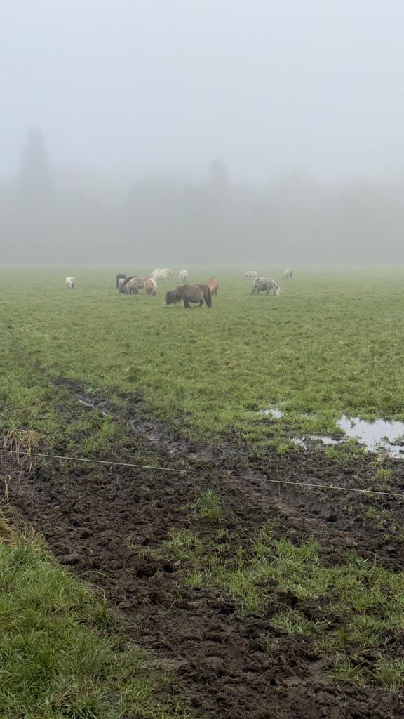Te huur gevraagd weiland mag ook voor tijdelijk, Dieren en Toebehoren, Weidegang, 4 paarden of pony's of meer
