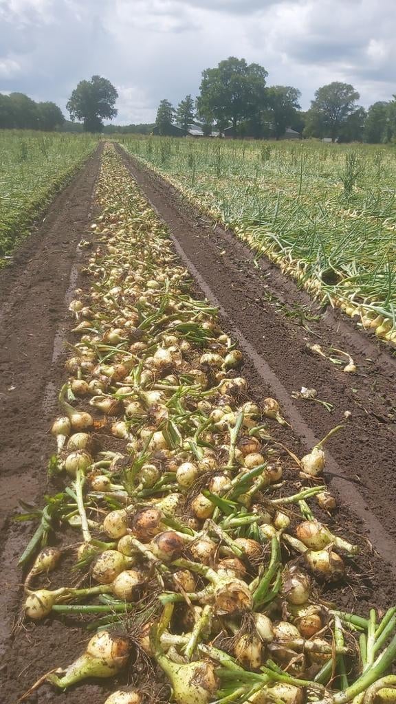 Landbouwgrond te huur gezocht voor uienteelt 2025!, Ophalen of Verzenden