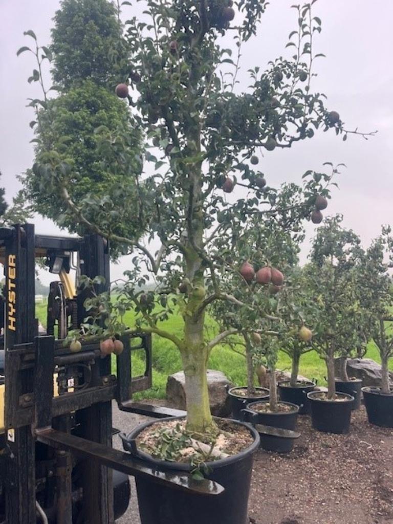 Oude Perenbomen, 'Doyenne de Comice' Vanaf € 129,50, Ophalen, Lente, Volle zon, Perenboom