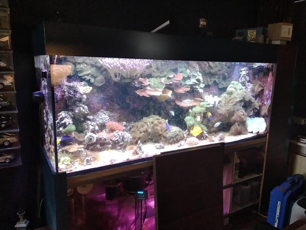 Kompleet zeeaquarium, Dieren en Toebehoren, Vissen | Aquaria en Toebehoren, Verzenden, Nieuw, Gevuld zeewateraquarium