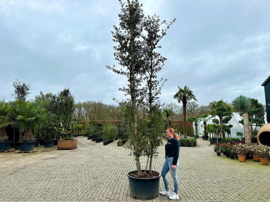 Meerstammige steeneik - Quercus ilex 450/500 cm te koop!!!, Verzenden, Overige soorten, Zomer, 400 cm of meer
