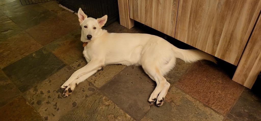 Oppas hond gezocht, Dieren en Toebehoren, 15 weken tot 1 jaar, Reu, Parvo, Eén hond