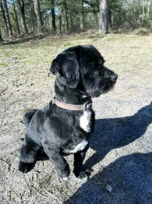 Dekreu boomer mix poedel, Dieren en Toebehoren, Honden | Dekreuen, Reu, Eén hond, 3 tot 5 jaar, Nederland