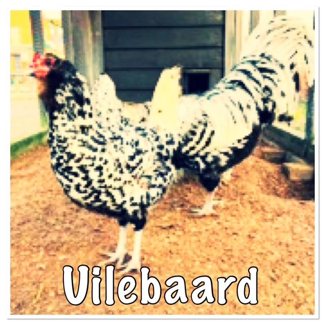 Uilebaard broedeieren - bedreigd ras broed eieren, Dieren en Toebehoren, Pluimvee, Geslacht onbekend, Kip